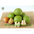 Walnut Kernels Light Pieces (LP) voor geweldige smaak
